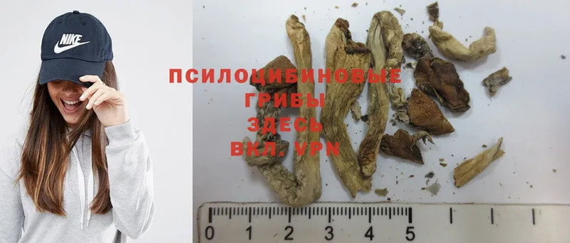 купить наркоту  Гороховец  Псилоцибиновые грибы Magic Shrooms 